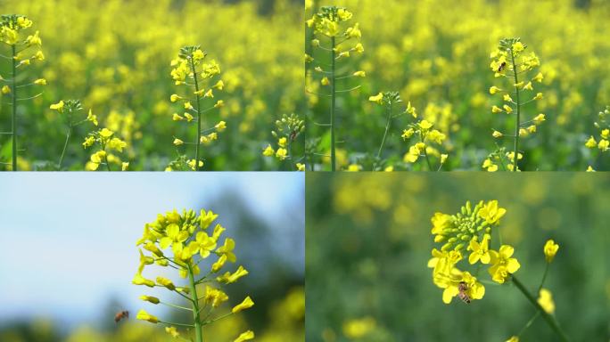 油菜花蜜蜂采蜜