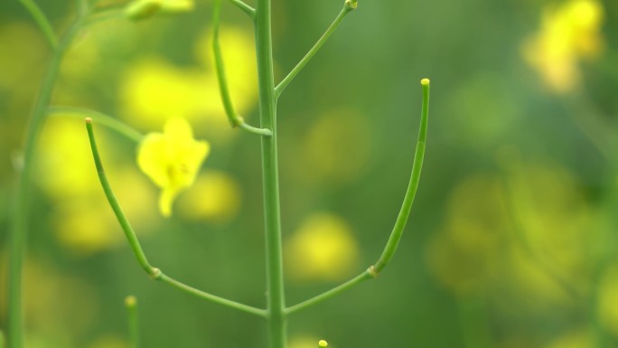 油菜结荚