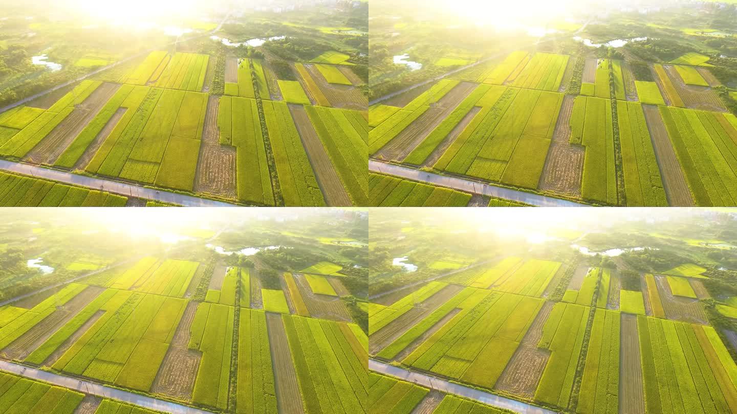 【原创】2K-丰收的田野 金色稻田航拍7