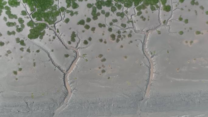 【4k】海宁版潮汐树钱塘江边大地之树