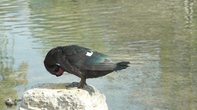 麝香鸭湖边嬉戏