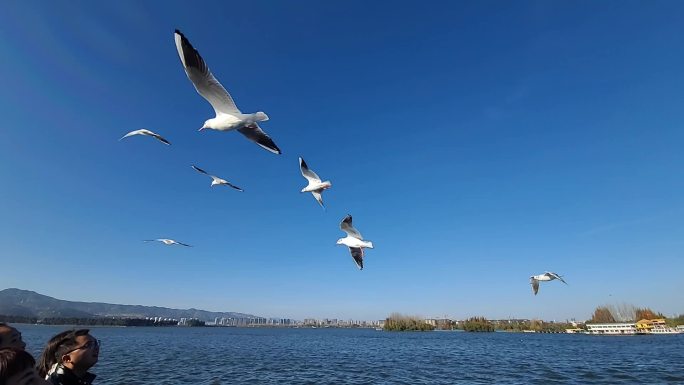 昆明海鸥