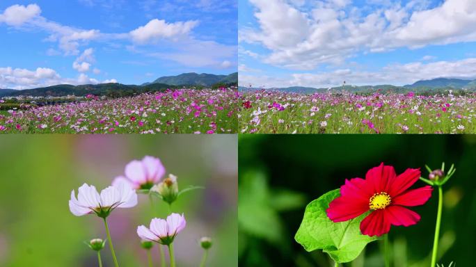 春暖花开