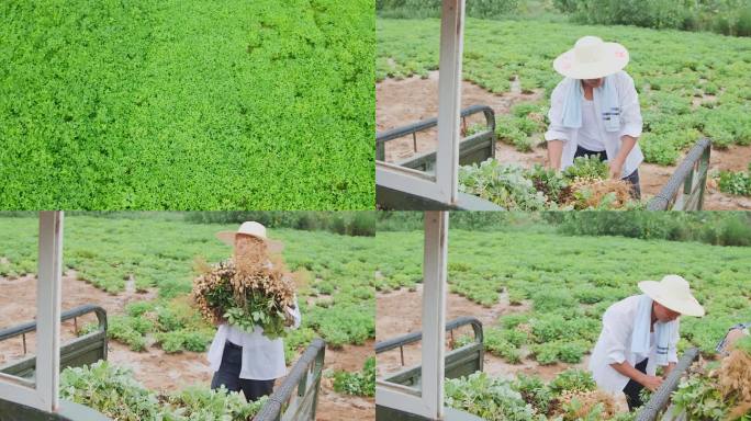 花生种植