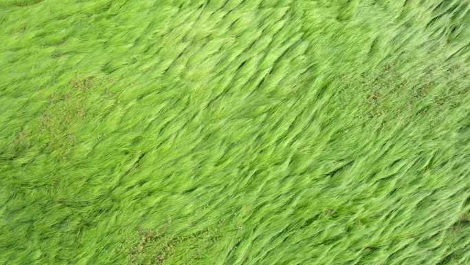 鄱阳湖 草海枯水季 航拍空镜
