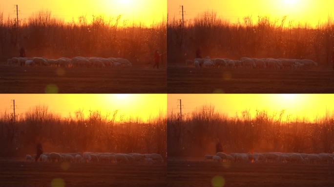 4K夕阳下的牧羊人-冬日暖阳中放羊实拍