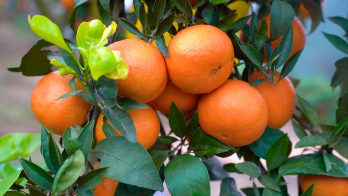 橙满园采摘柑橘橙子