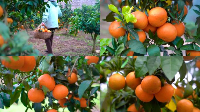 橙满园采摘柑橘橙子