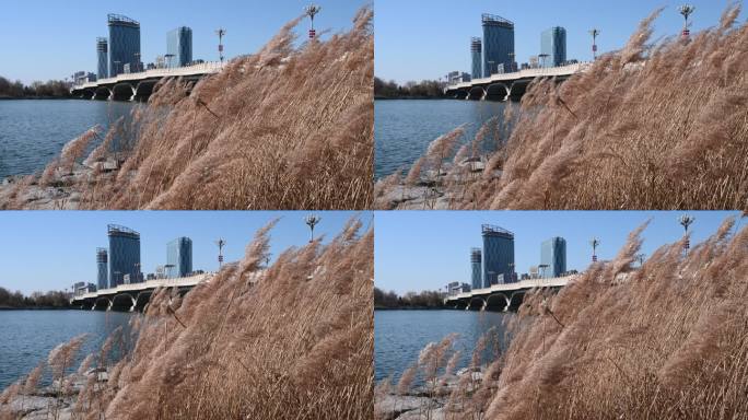 城市建筑大桥湖水岸边芦苇草丛