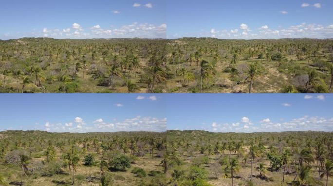 莫桑比克Tofo棕榈种植园植被