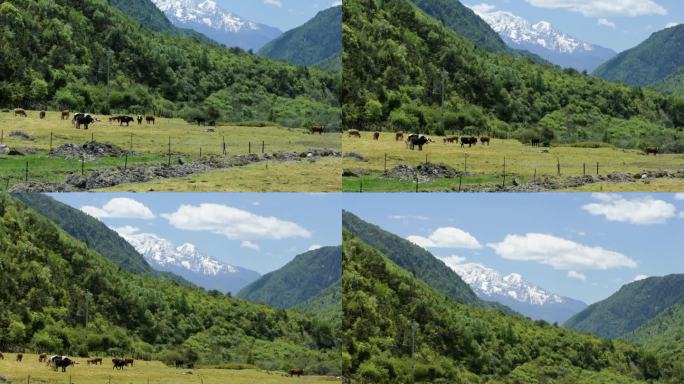 牛群高山草原森林雪山唯美牧区