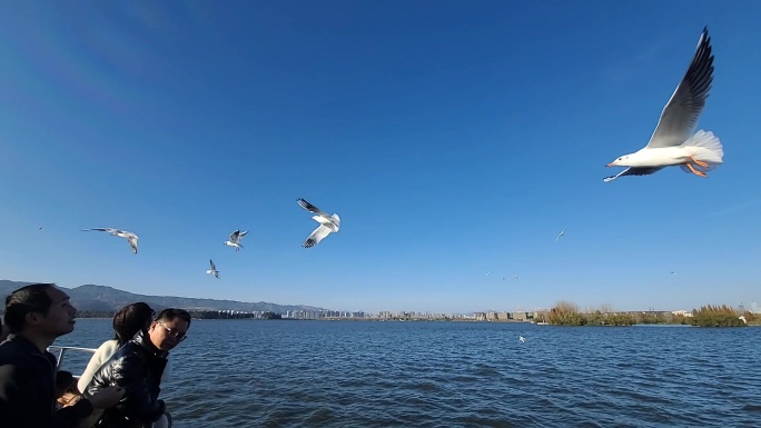 昆明海鸥