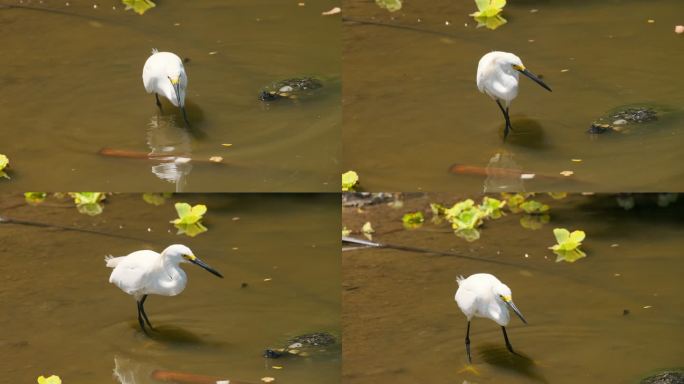 小白鹭水鸟白鸟湿地