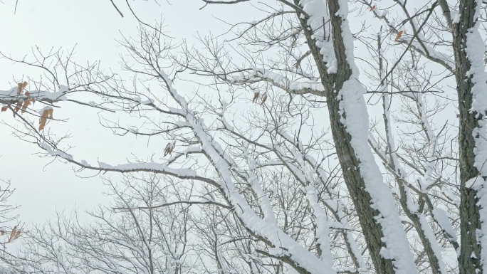 实拍冬季森林浪漫雪景自然风光