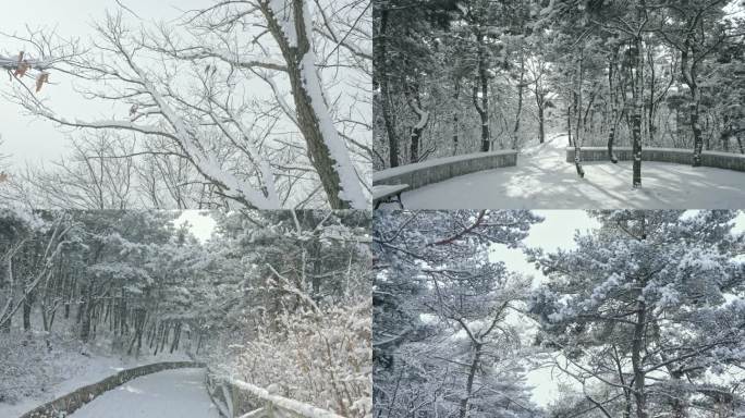 实拍冬季森林浪漫雪景自然风光