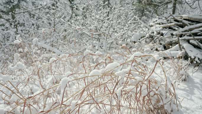 实拍冬季森林浪漫雪景自然风光