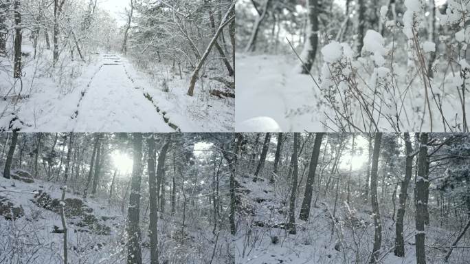 实拍冬季森林浪漫雪景自然风光