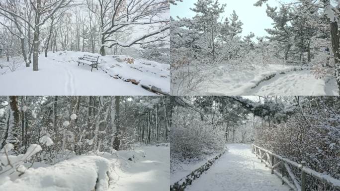 实拍冬季森林浪漫雪景自然风光