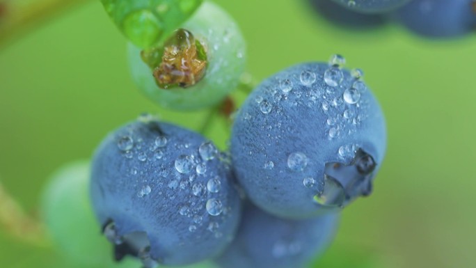 大棚 种植 蓝莓种植 蓝莓基地