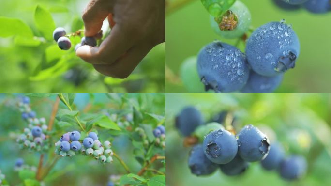 大棚 种植 蓝莓种植 蓝莓基地