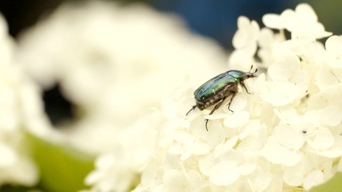菊花上的甲虫白色碎花瓣甲虫昆虫大自然