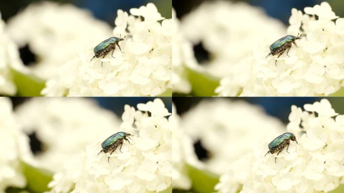 菊花上的甲虫白色碎花瓣甲虫昆虫大自然