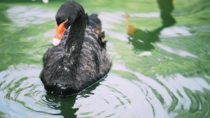 池塘中的黑天鹅