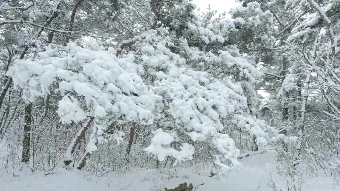 实拍冬季森林浪漫雪景自然风光