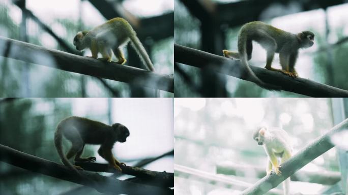 猴子幼崽