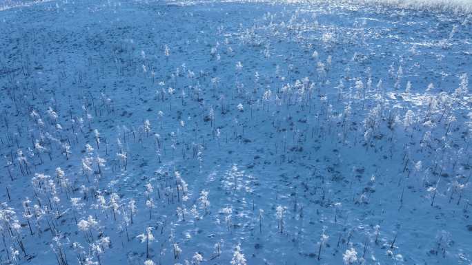 航拍林海雪原银色松林