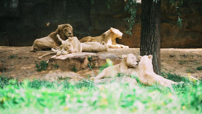 慵懒的狮群
