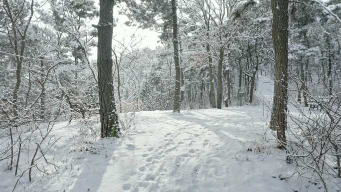 实拍冬季森林浪漫雪景自然风光