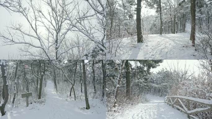 实拍冬季森林浪漫雪景自然风光