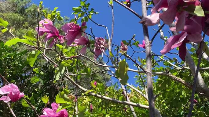 蓝天下盛开的粉色木兰花