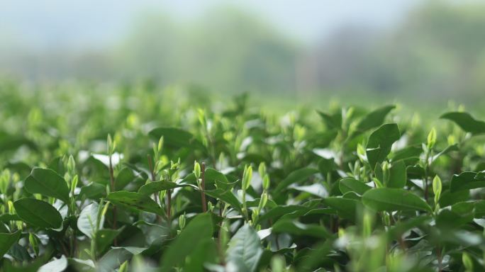 中国茶园茶山茶地生长环境