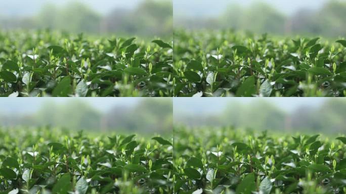 中国茶园茶山茶地生长环境