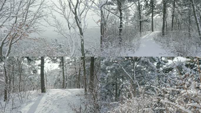 实拍冬季森林浪漫雪景自然风光