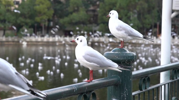 昆明海鸥