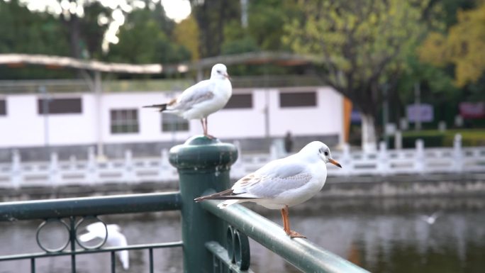 昆明海鸥