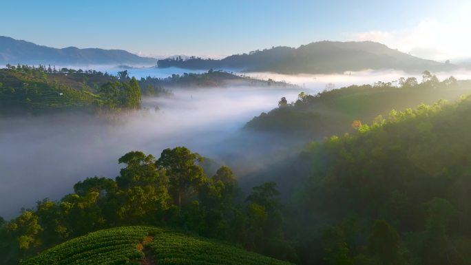 航拍云雾中的茶山