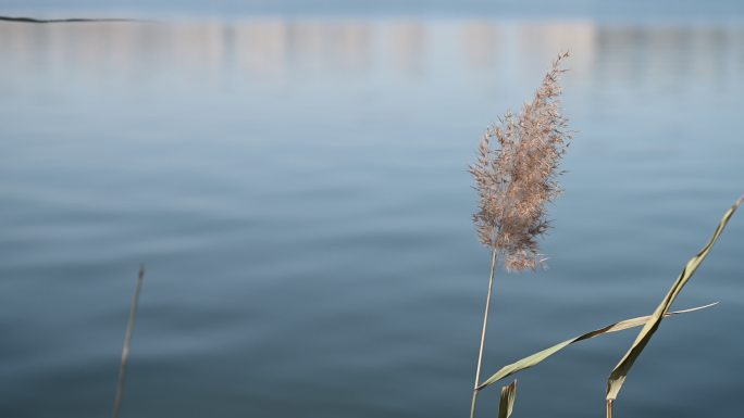 湖水岸边芦苇草丛