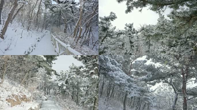 实拍冬季森林浪漫雪景自然风光