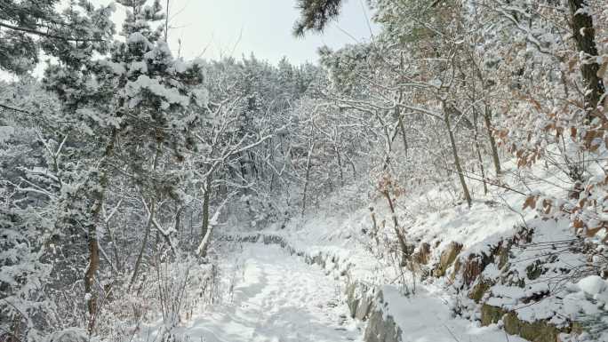 实拍冬季森林浪漫雪景自然风光