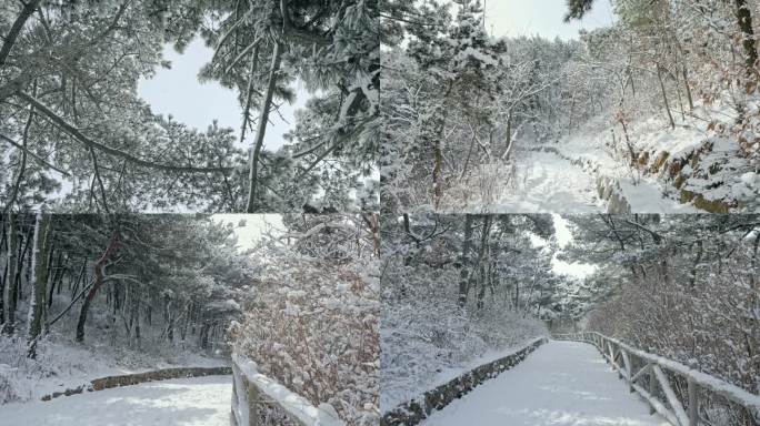 实拍冬季森林浪漫雪景自然风光