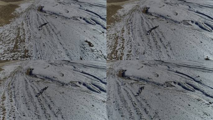 雪滩上奔跑的骆驼