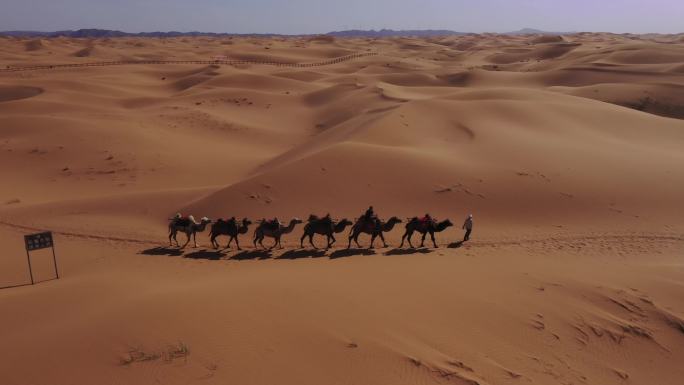 宁夏腾格里沙漠阿拉善沙漠骆驼原创4K