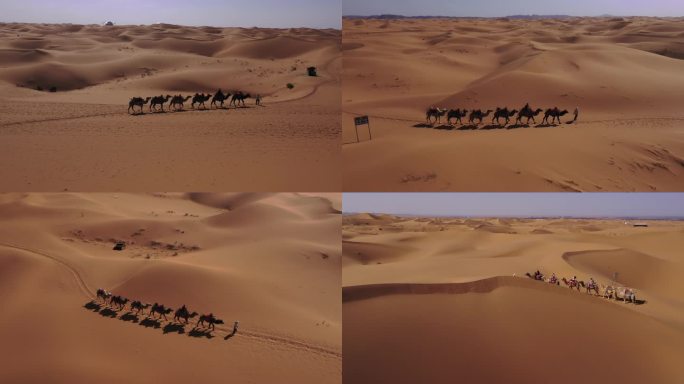 宁夏腾格里沙漠阿拉善沙漠骆驼原创4K