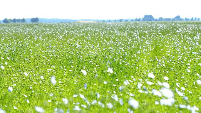 夏季野花的草甸花海白花