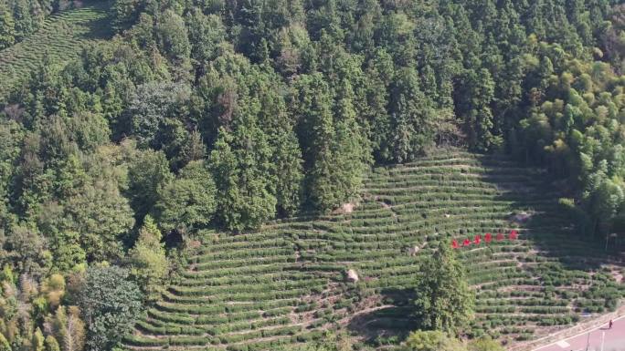 乡村振兴  绿色  生态  茶园  旅游