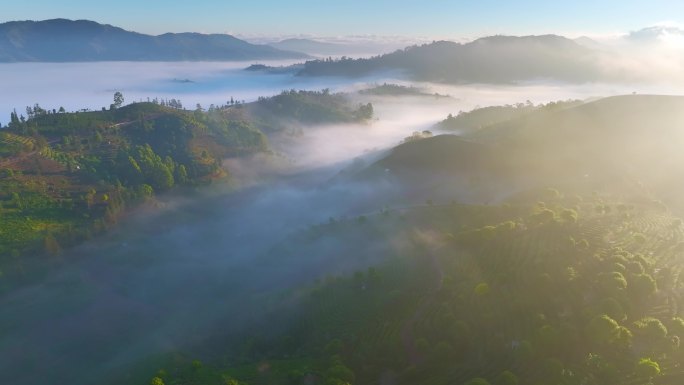 航拍云雾中的茶山